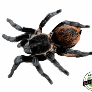 Veracruz Red-rump Tarantula (Tliltocatl [Brachypelma] kahlenbergi)