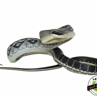 Vietnamese Blue Beauty Snake