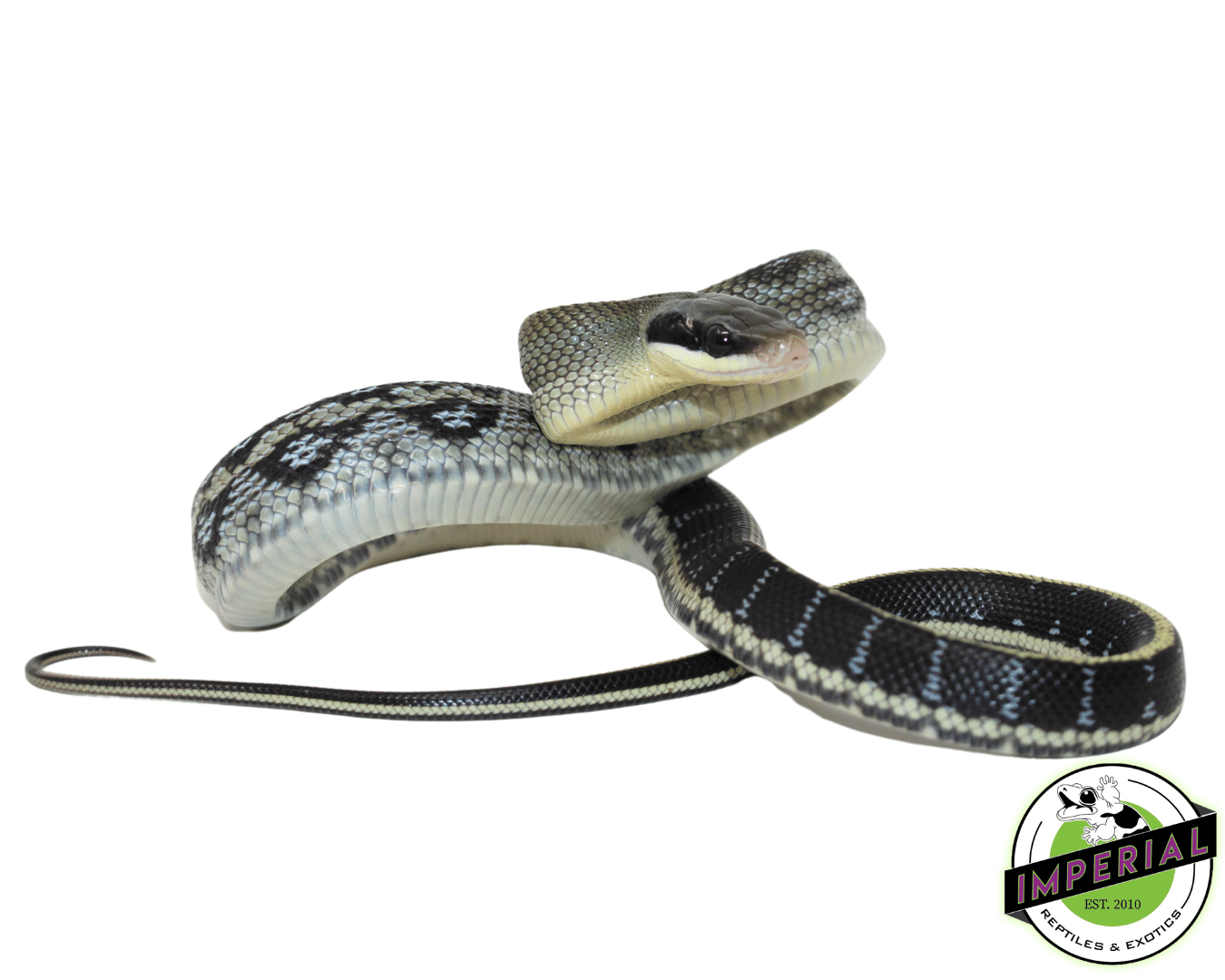 Vietnamese Blue Beauty Snake