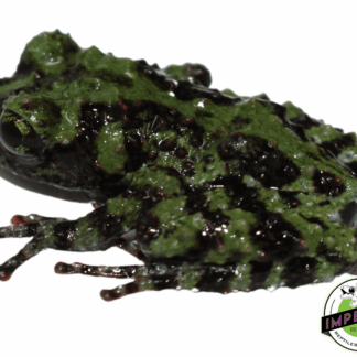 Vietnamese Mossy Frog Baby