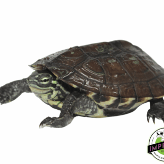 Vietnamese Pond Turtle