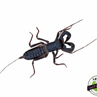 Vinegaroon "Giant Whip Scorpion"