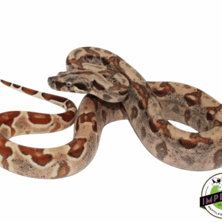 VPI Pink Panther Colombian Boa Baby Male
