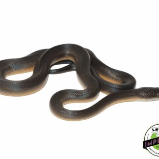 Water Python Baby