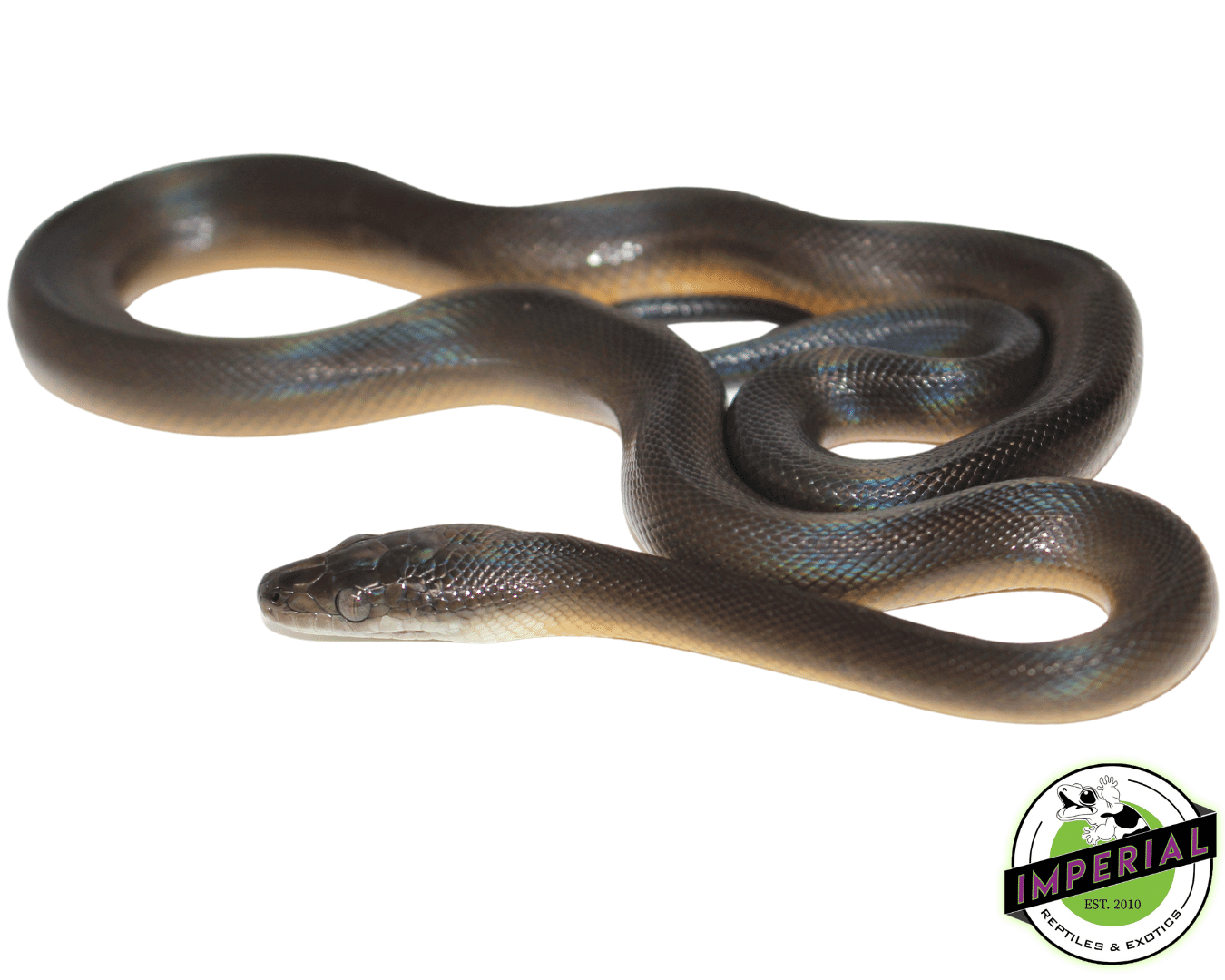 Water Python Baby - Image 2