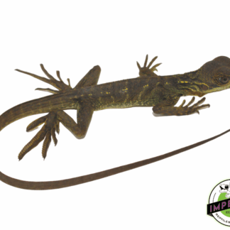 Weber's Sailfin Dragon (Hydrosaurus weberi)