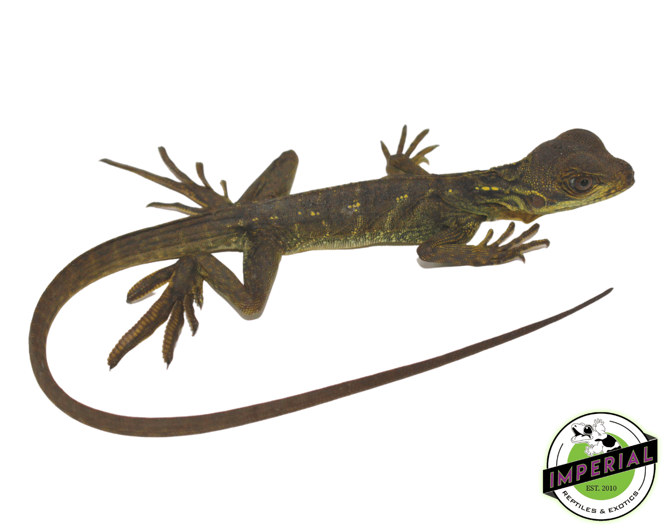 Weber's Sailfin Dragon (Hydrosaurus weberi)