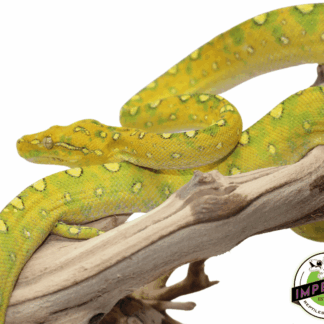 Biak Green Tree Python