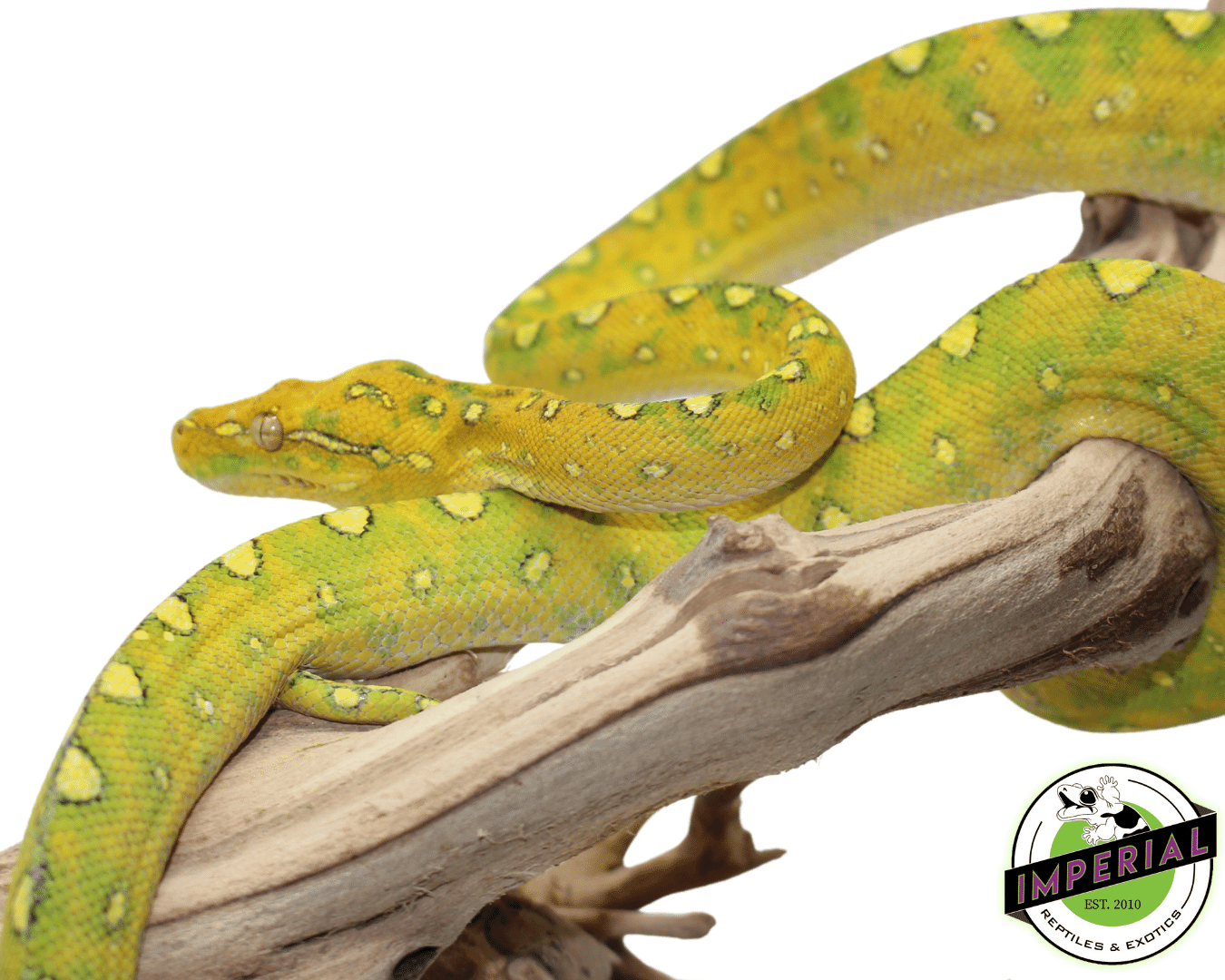 Biak Green Tree Python