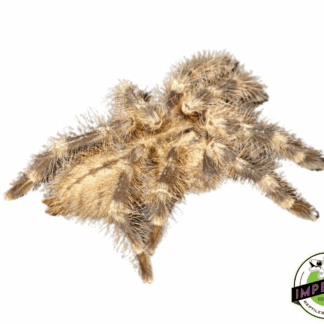 Wessel's Tiger Spider