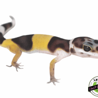 West Indian Leopard Gecko Baby