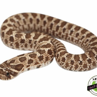 Western Hognose Baby