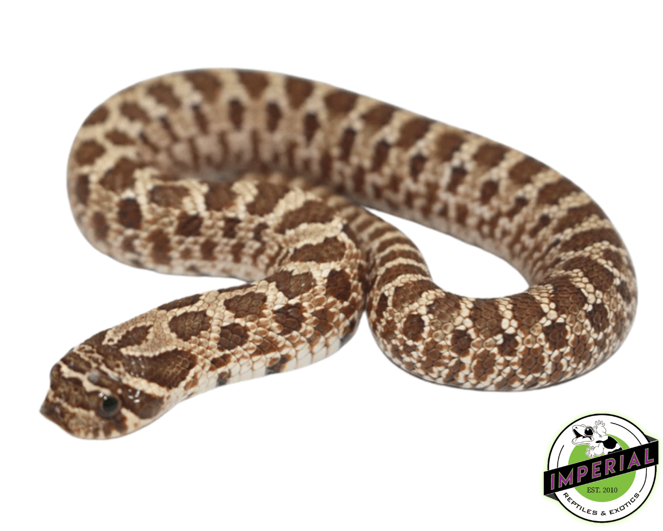 Western Hognose Baby