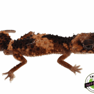 Banded Knob Tail Gecko