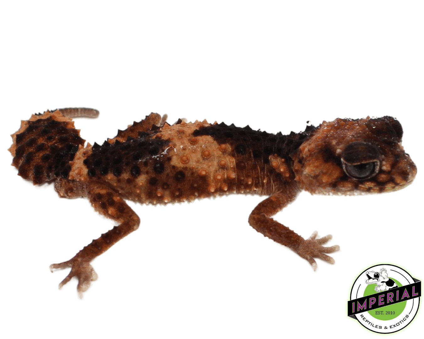 Banded Knob Tail Gecko