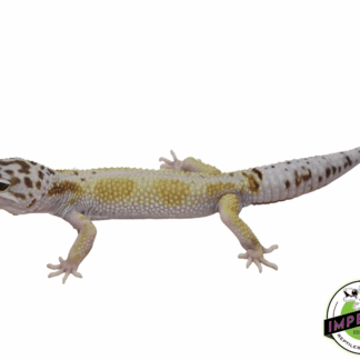 White & Yellow Leopard Gecko Adult