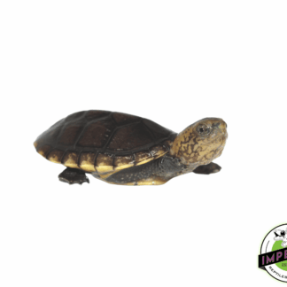 White Lip Mud Turtle Baby