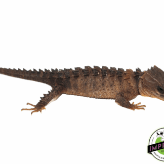 White Eye Crocodile Skink