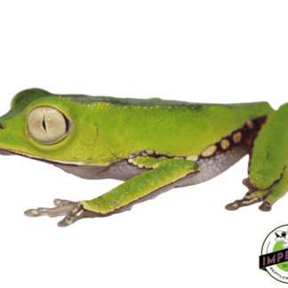 White Lined Waxy Monkey Tree Frog