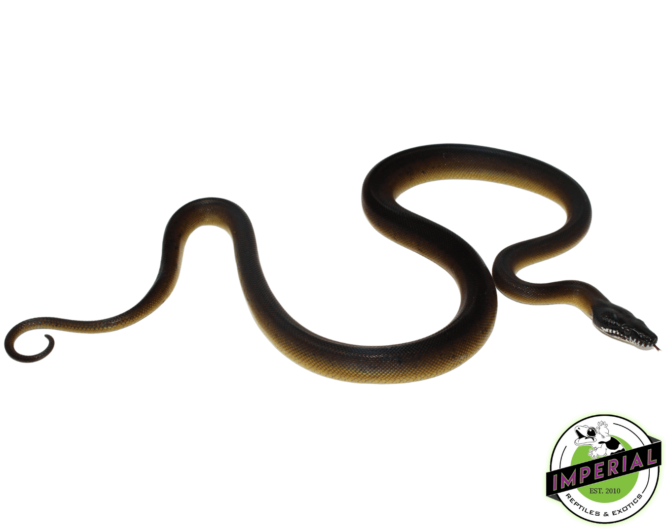 D’Alberts White Lipped Python Female (#10923-02) - Image 2