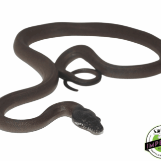 White Lipped Python Baby