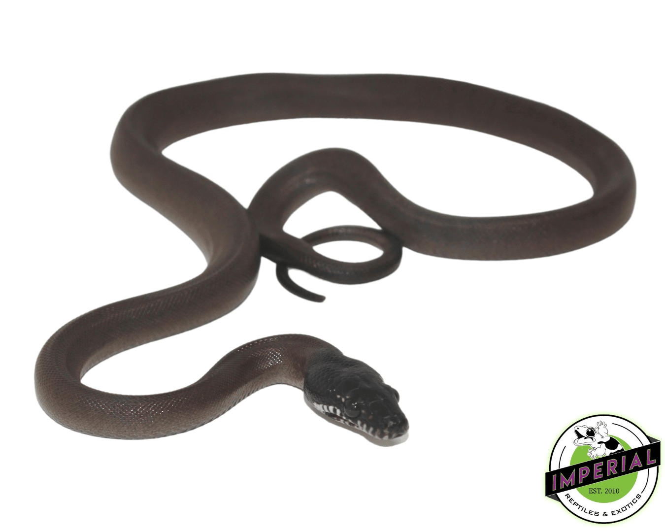 White Lipped Python Baby