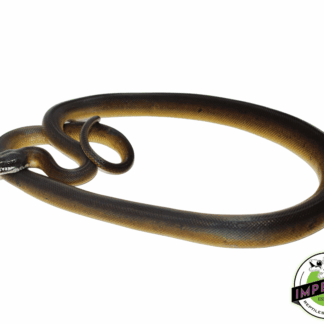 D’Alberts White Lipped Python Female (#10923-02)