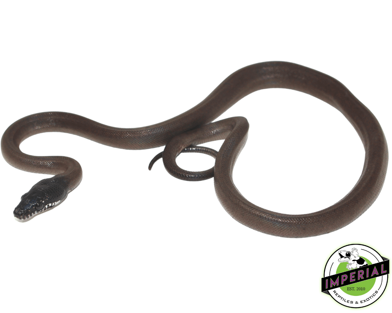 White Lipped Python Baby - Image 2