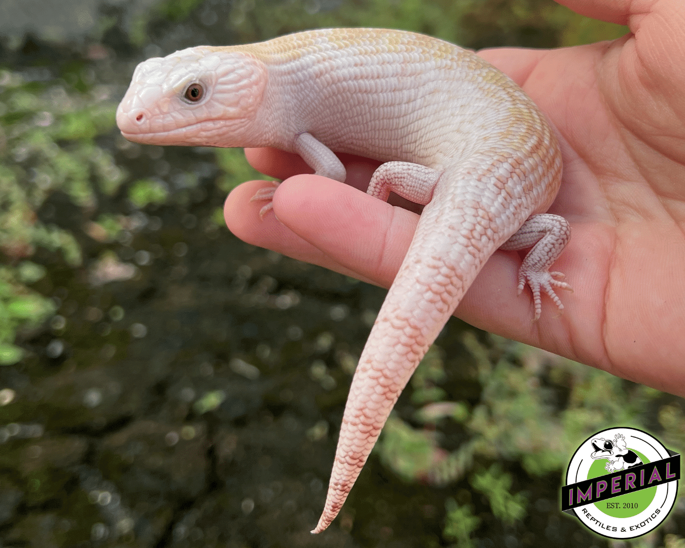 Ivory Northern Blue Tongue Skink Baby - Image 3