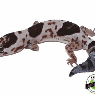 Whiteout Het Caramel African Fat Tail Gecko
