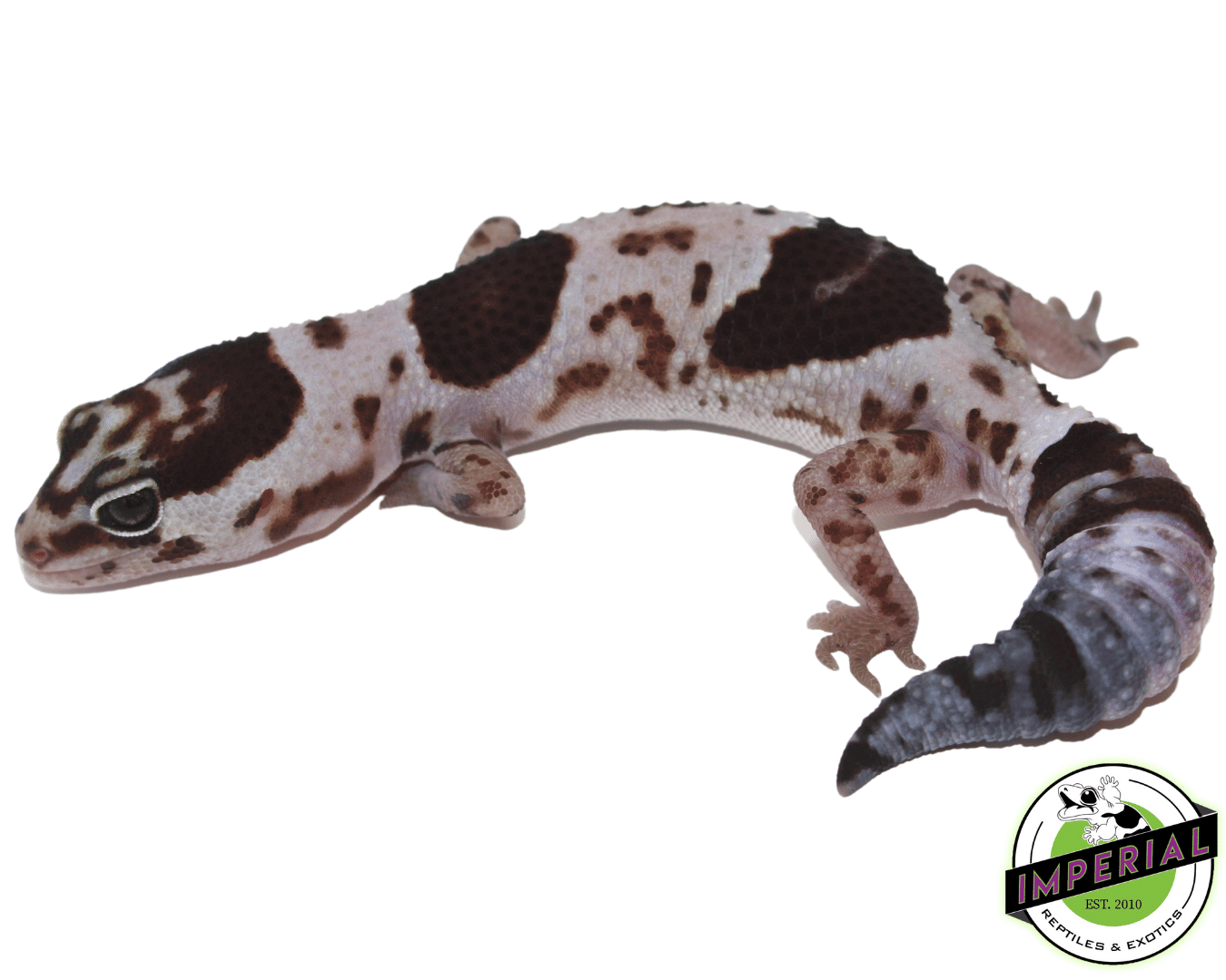 Whiteout Het Caramel African Fat Tail Gecko