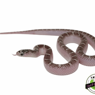 White Sided Anery Brooks Kingsnake