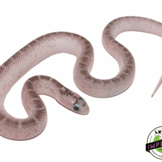 White Sided Axanthic 66% Het Hypo (Ghost) Brooks Kingsnake Baby