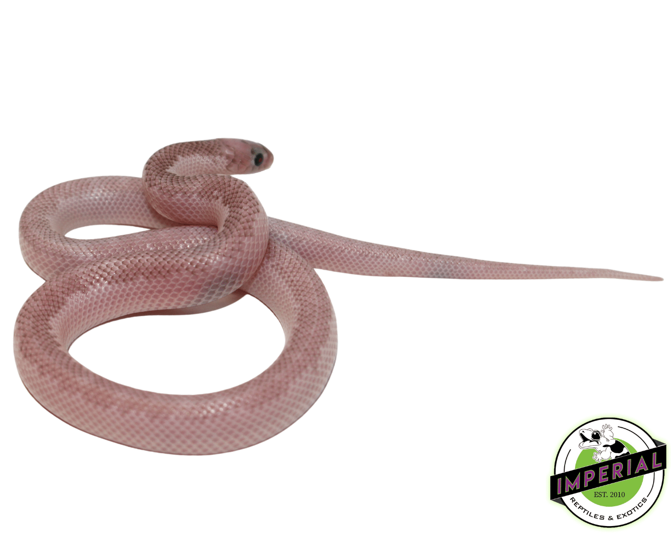 Whitesided Ghost Brooks Kingsnake - Image 2