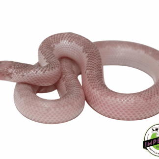 Whitesided Ghost Brooks Kingsnake