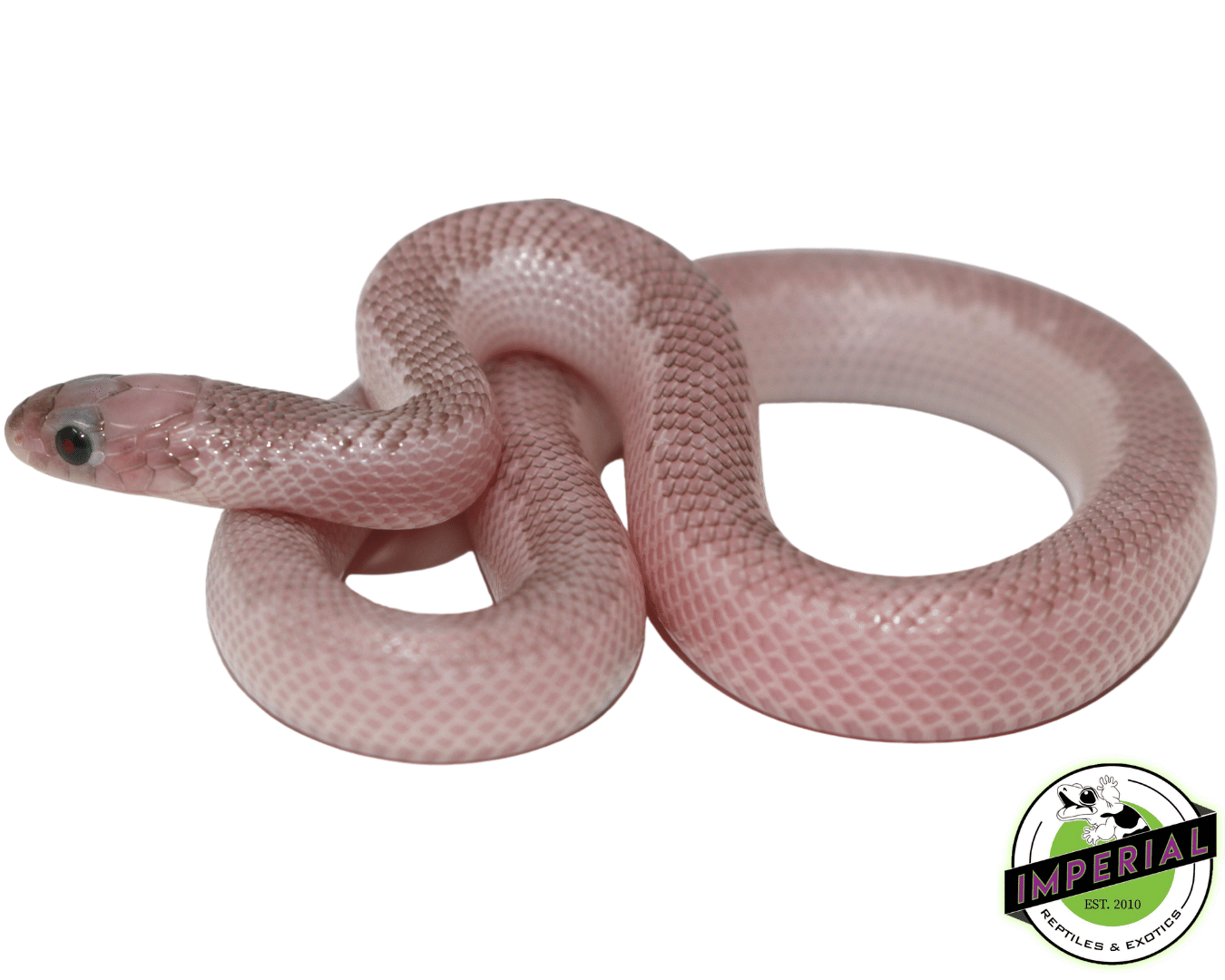 Whitesided Ghost Brooks Kingsnake