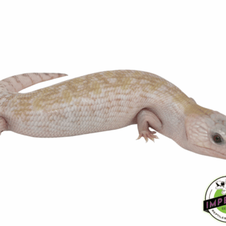 Ivory Northern Blue Tongue Skink Baby