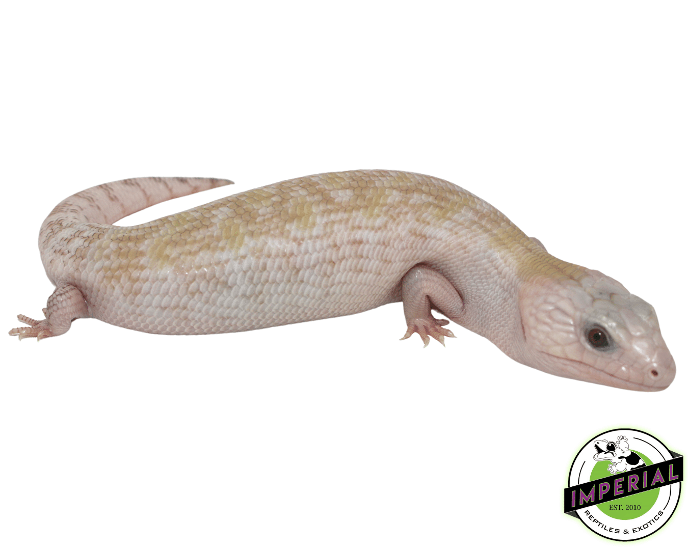 Ivory Northern Blue Tongue Skink Baby