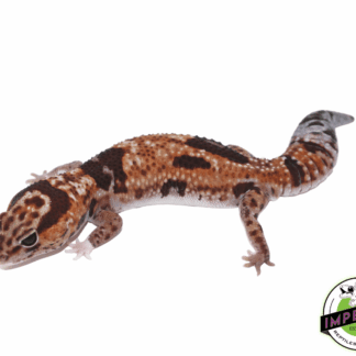Aberrant Whitesock Whiteout 100% het Amel African Fat Tail Gecko