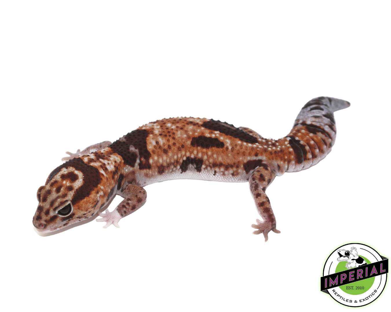 Aberrant Whitesock Whiteout 100% het Amel African Fat Tail Gecko