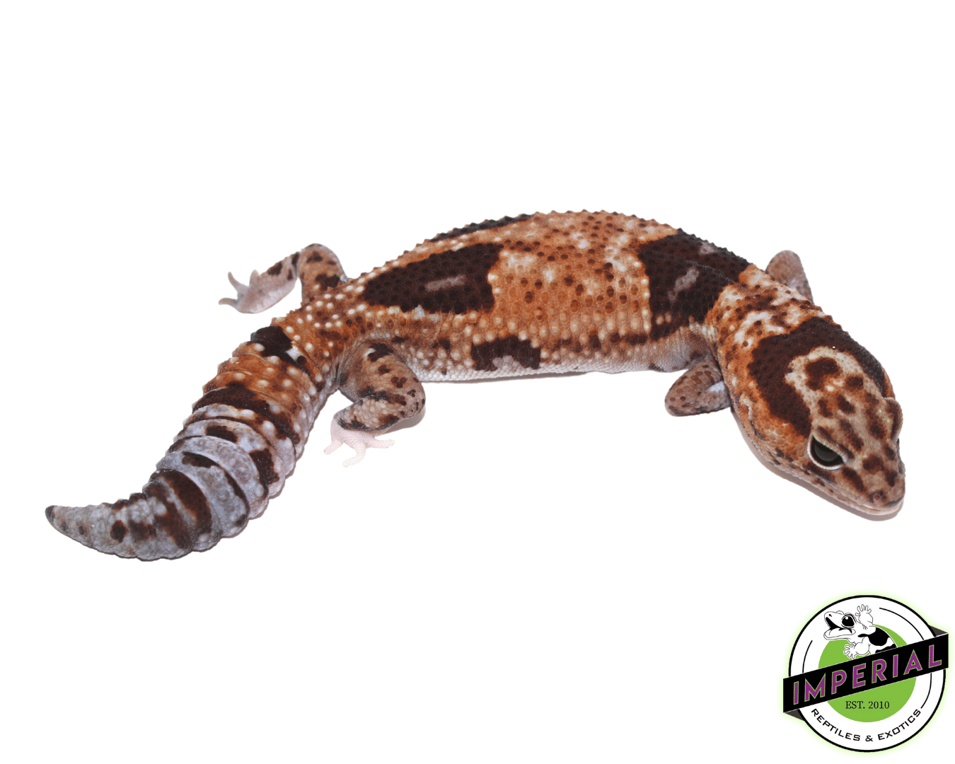 Aberrant Whitesock Whiteout 100% het Amel African Fat Tail Gecko - Image 2