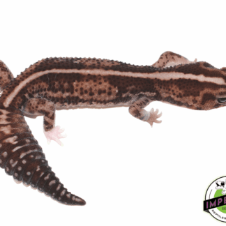 Whitesock Whiteout African Fat Tail Gecko Adult Female