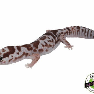 Whiteout Fat Tail Gecko Adult