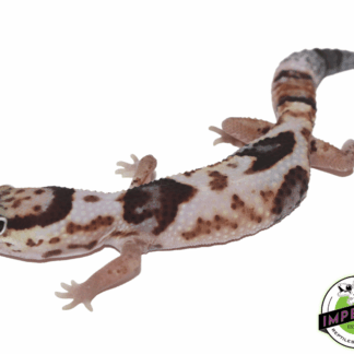 Whiteout African Fat Tail Gecko Baby
