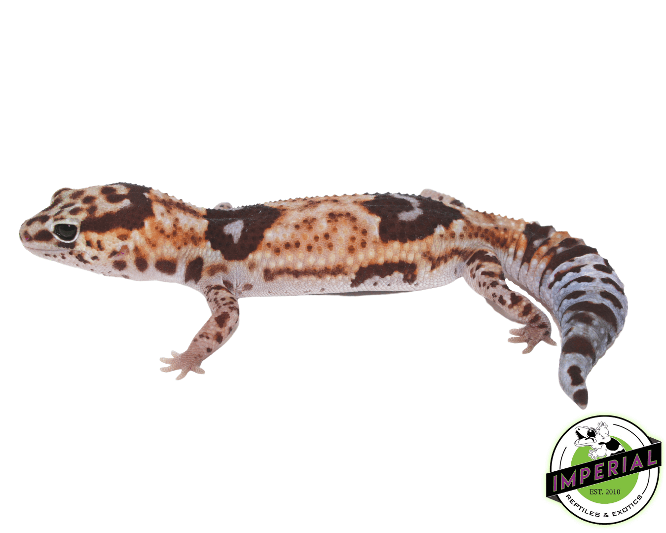 Whiteout Fat Tail Gecko Adult - Image 2