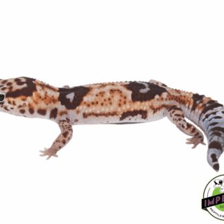 Whiteout 100% het Amel ph Patternless African Fat Tail Gecko Adult Female