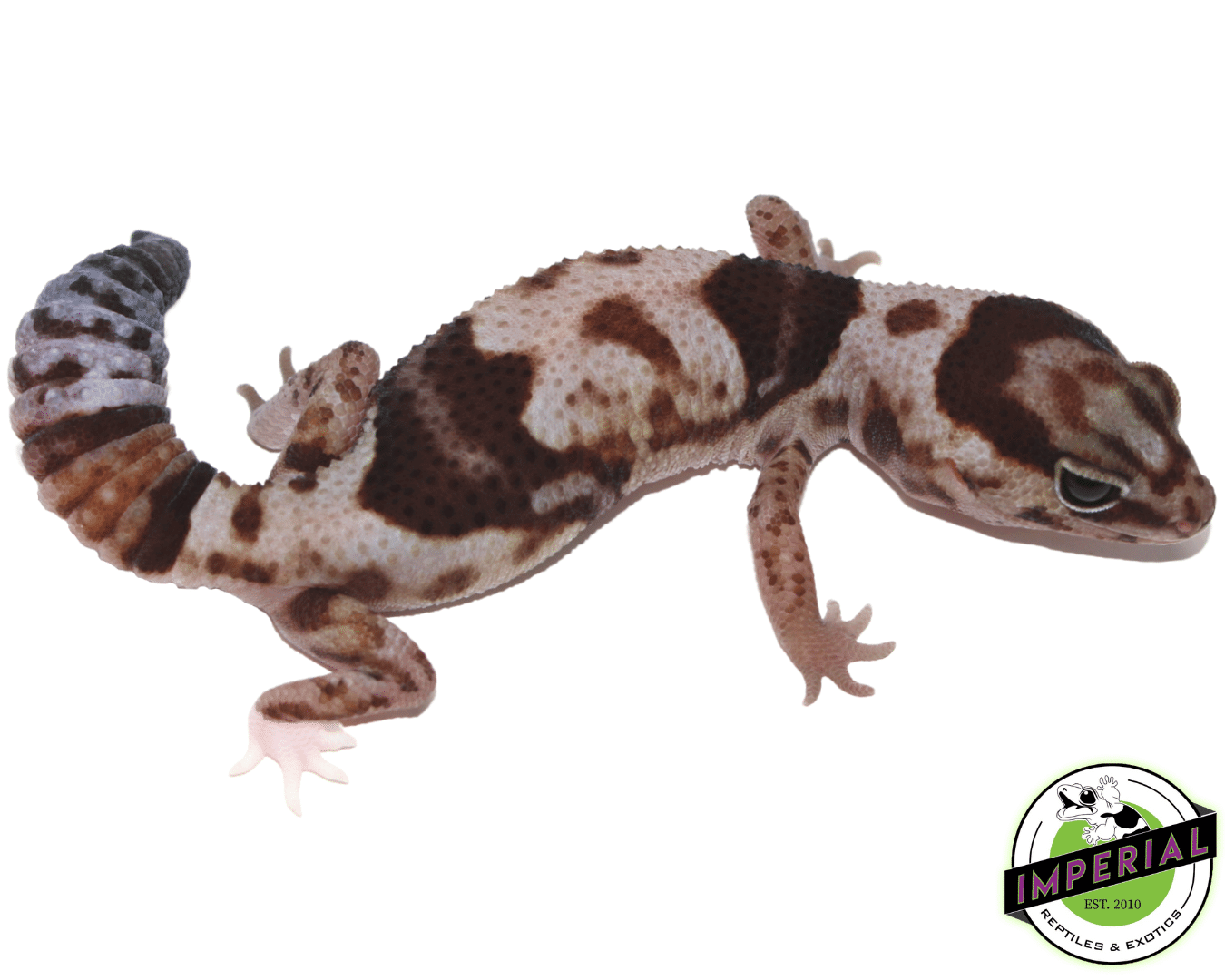 Whiteout Het Snow (OreoxCaramel) Fat Tail Gecko - Image 3