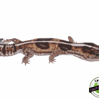 Whiteout Het Oreo ph Patty African Fat Tail Gecko