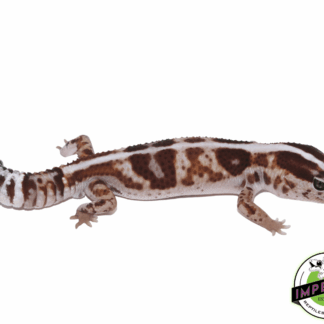 W.O. Het. Oreo ph. Caramel AFT