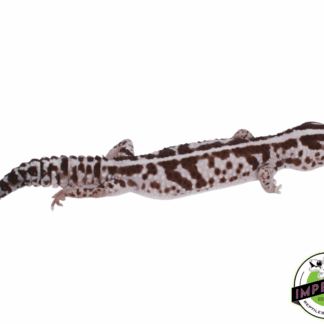 Whiteout Oreo African Fat Tail Gecko Adult